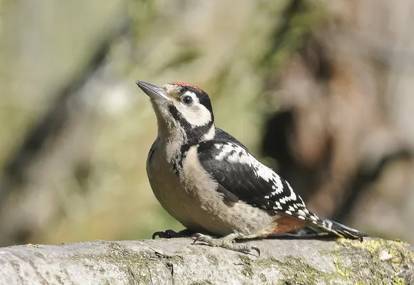 பறவை பெரிய புள்ளிகள் Woodpecker புழுக்களைப் பிடிக்க மரத்தில் துளைகளை உருவாக்குகிறது . — ஸ்டாக் புகைப்படம்