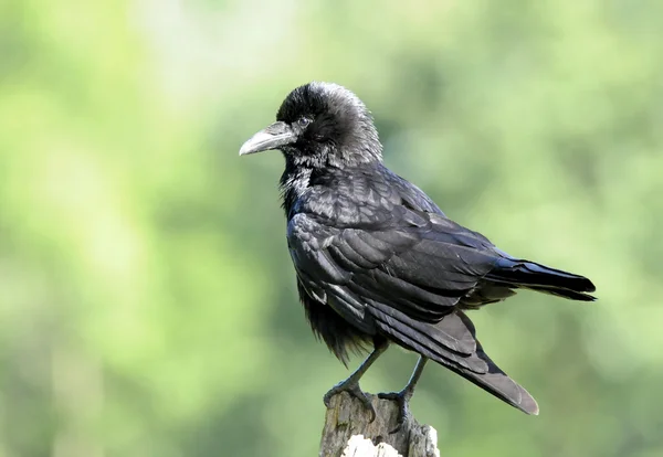 Bird The Carrion Crow is looking out on a pole. — Stock Photo, Image