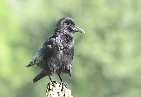 Bird The Carrion Crow está mirando hacia un poste . — Foto de Stock