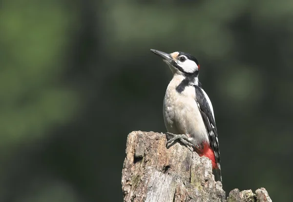 பறவை பெரிய புள்ளிகள் Woodpecker புழுக்களைப் பிடிக்க மரத்தில் துளைகளை உருவாக்குகிறது . — ஸ்டாக் புகைப்படம்