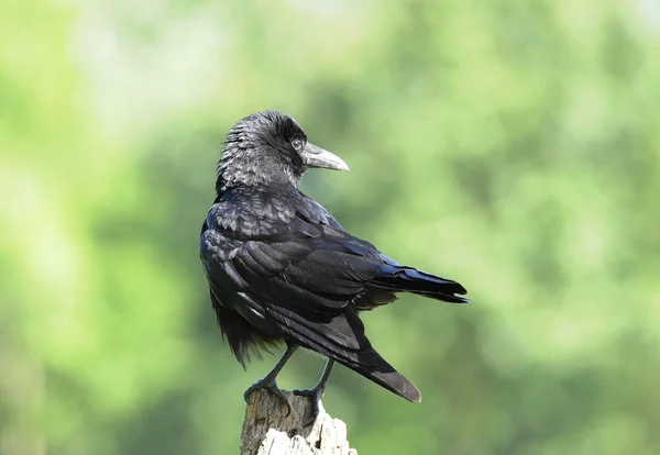 Bird The Carrion Crow is looking out on a pole. — Stock Photo, Image