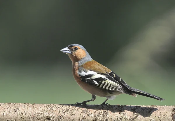 Bird The Chaffinch has a beautiful plumage and a beautiful pink breast. — Stock Photo, Image
