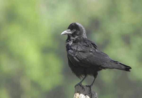 Oiseau Le Corbeau charognard regarde sur un poteau . — Photo