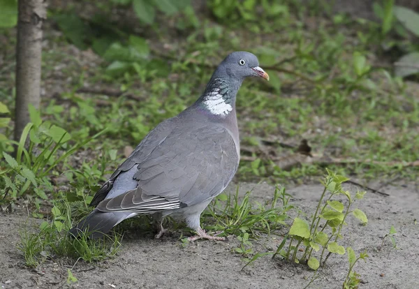 Bird Pigeon ramier with shiny neck and also white spots. — Stock Photo, Image