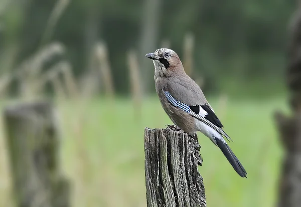 Vogel jay is een veelkleurige kraai-achtige. — Stockfoto