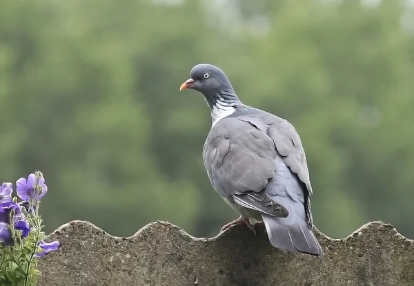 Bird Pigeon ramier with shiny neck and also white spots. — Stock Photo, Image