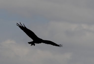 Sadece bir yırtıcı kuş aynı zamanda bir çöpçü kuş A bayağı Şahin olduğunu