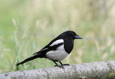 kuş magpie siyah gagalı bir hazine olduğunu.