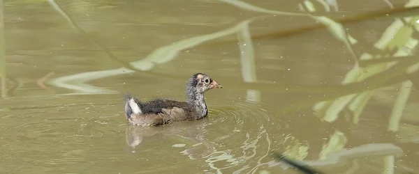 Kuştur ortak moorhen tavuk gibi ama sarı ve kırmızı gagası. — Stok fotoğraf