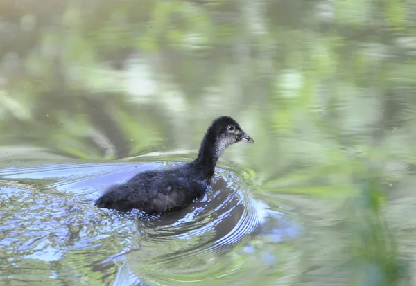 Fågel coot är en fågel som går på myr. — Stockfoto