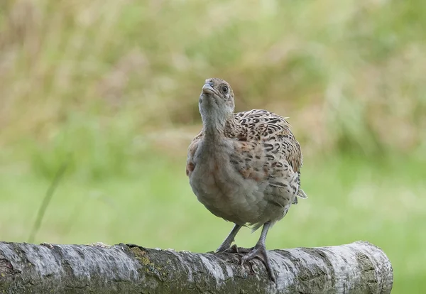 Vogel gemeines Fasanenweibchen, Hühner, die wir gerne jagen. — Stockfoto