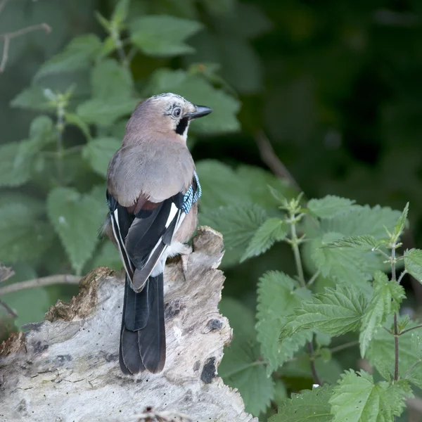 Bird Jay is a multicolored Crow-like. — Stock Photo, Image