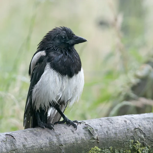 Bird Black-billed Magpie é um necrófago . — Fotografia de Stock