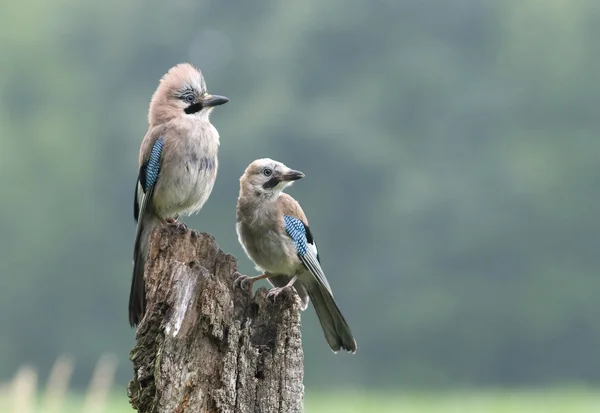 Bird Jay is a multicolored Crow-like. — Stock Photo, Image