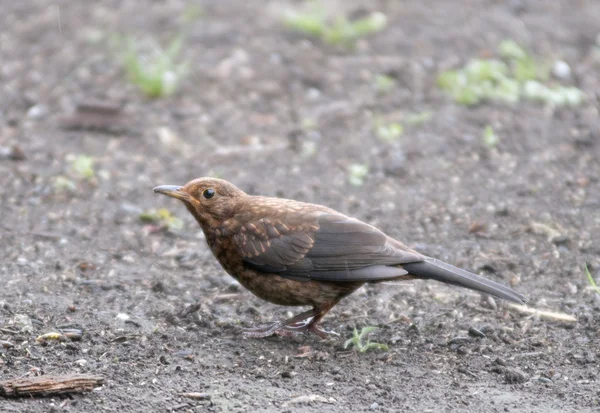 Pájaro Blackbird el hogar favorito y pájaro jardín . — Foto de Stock