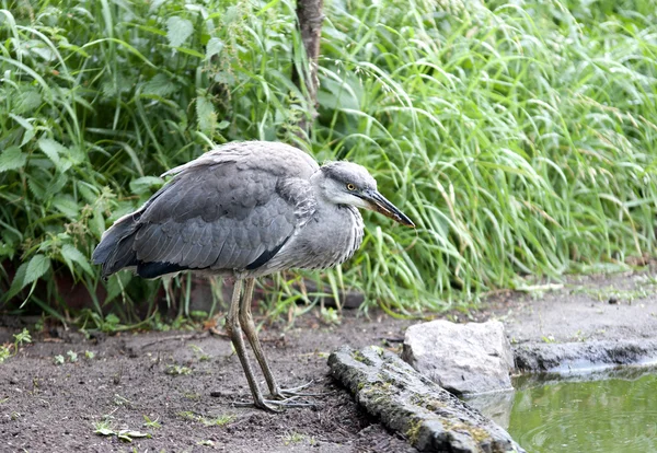 Fågel gråhäger är en fisktärna! — Stockfoto