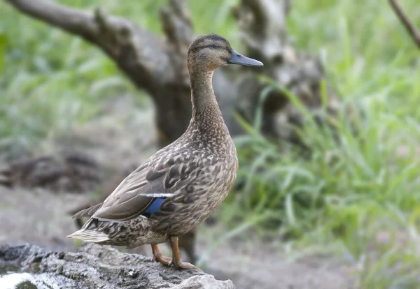 Oiseau Habituellement les mâles sont les plus beaux ??? — Photo