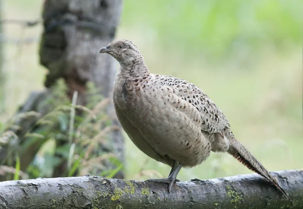 Bird Common Pheasant female, hens which we like to hunt — Stock Photo, Image