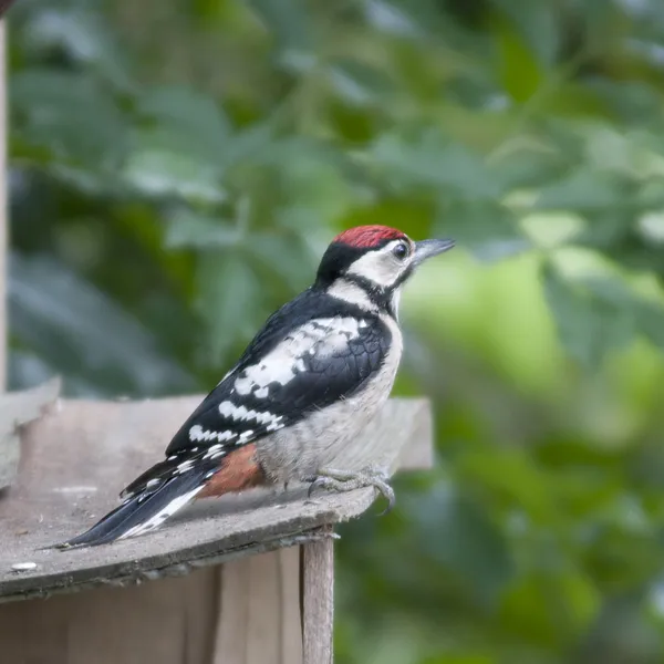 பறவை பெரிய புள்ளிகள் Woodpecker புழுக்களைப் பிடிக்க மரத்தில் துளைகளை உருவாக்குகிறது . — ஸ்டாக் புகைப்படம்