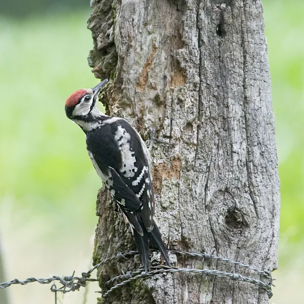 Bird Great Spotted Woodpecker makes holes in the tree to catch worms. — Stock Photo, Image