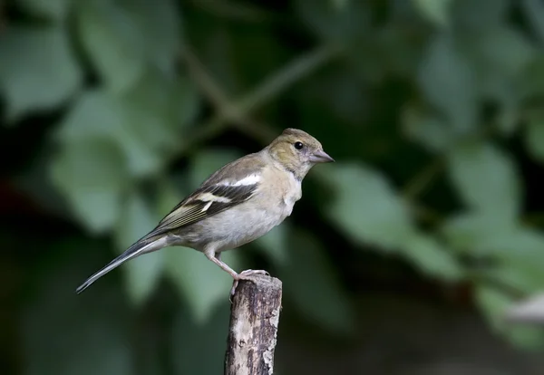 Fågel av bofink har en vacker fjäderdräkt och vackra rosa bröst. — Stockfoto