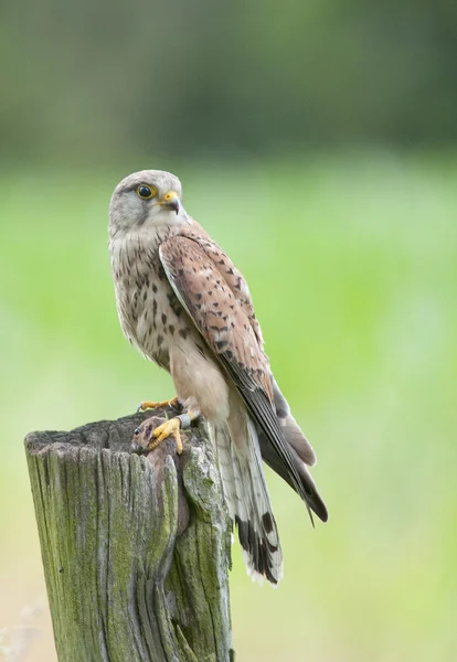 Bird Kestrels can hang still in the air with fast moving wings ("praying") — Stock Photo, Image