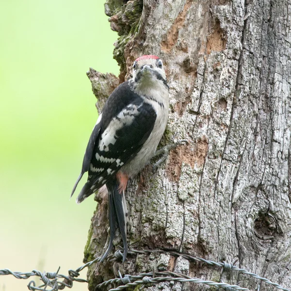 பறவை பெரிய புள்ளிகள் Woodpecker புழுக்களைப் பிடிக்க மரத்தில் துளைகளை உருவாக்குகிறது . — ஸ்டாக் புகைப்படம்