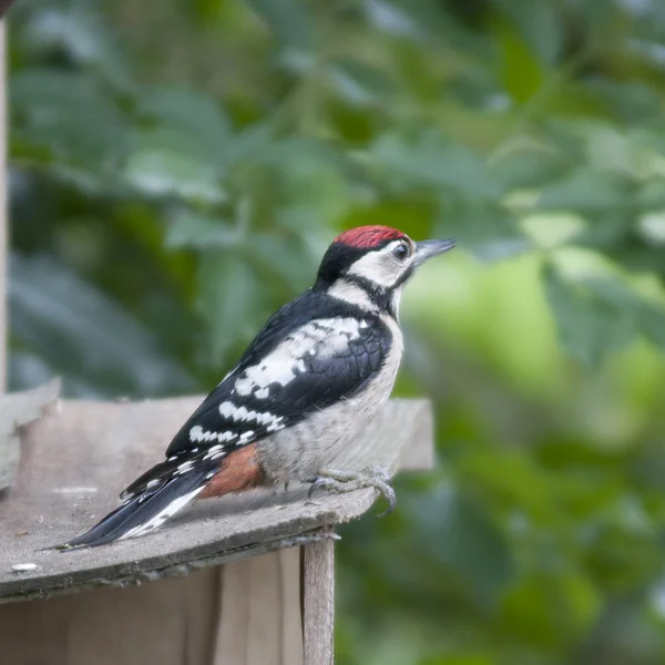 Vogel Buntspecht macht Löcher im Baum, um Würmer zu fangen. — Stockfoto