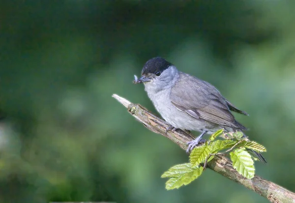 Bird Blackcap is a deft insect catcher. — Stock Photo, Image