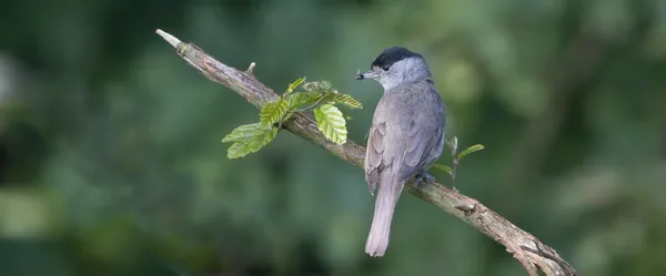 Bird Blackcap is a deft insect catcher. — Stock Photo, Image