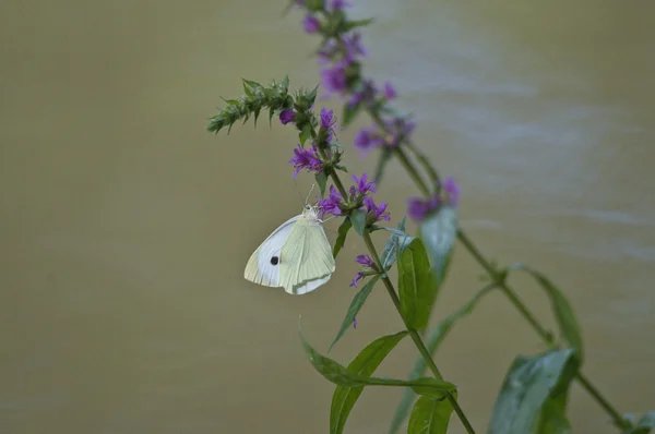 The small white or tubers white is a butterfly in the family pieridae. — Stock Photo, Image