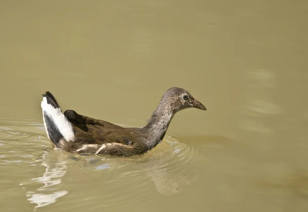 Bird The Common Moorhen is like the coot but with yellow and red beak. — Stock Photo, Image