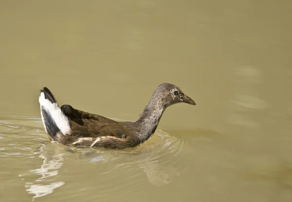 Oiseau La Moorhen commune est comme la foulque, mais avec un bec jaune et rouge . — Photo