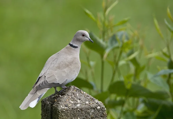 Ptak collared dove jest gołębica jak. — Zdjęcie stockowe