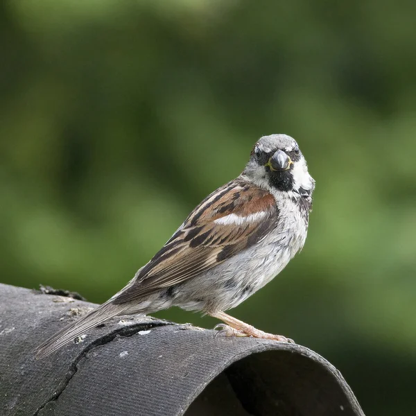 家すずめの鳥が増加しています。! — ストック写真