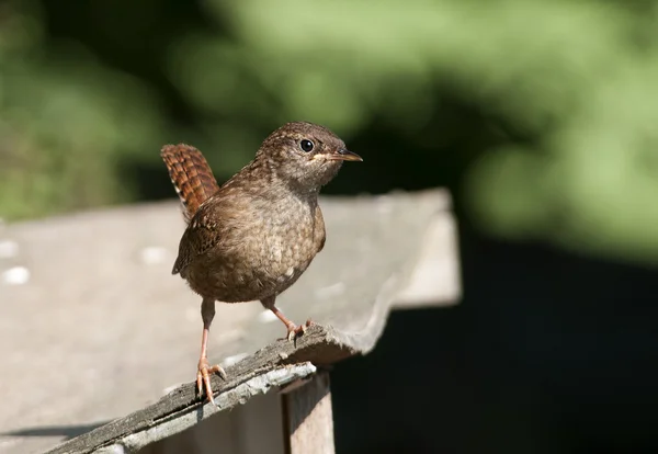 Vogel Langschwanzmeise ein weißer Federball mit einem langen schwarzen Schwanz. — Stockfoto