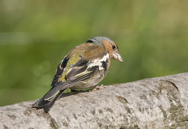 Bird The Chaffinch tem uma bela plumagem e um belo peito rosa . — Fotografia de Stock