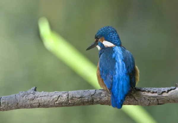 Pássaro O Kingfisher é um pássaro amante da água . — Fotografia de Stock