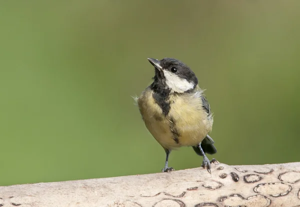 Bird Great Tit a sharp, green bird with black head and white cheeks. — Stock Photo, Image