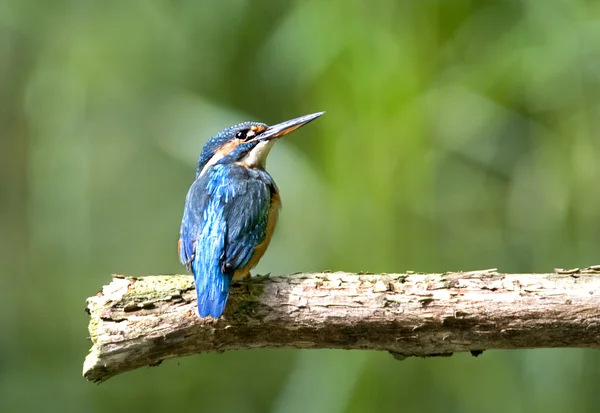 Vogel de ijsvogel is een water liefdevolle vogel. — Stockfoto