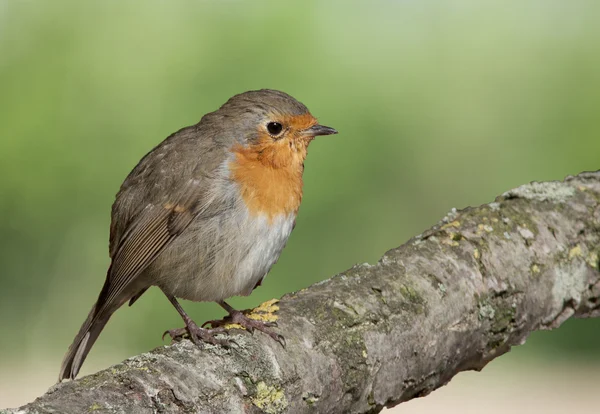 Rotkehlchen hat eine leuchtend rote Brust in der Sonne. — Stockfoto