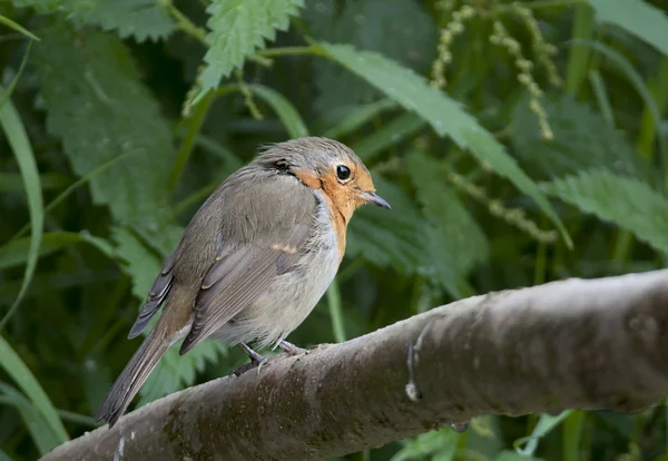 Ird European Robin has a bright red breast in the Sun. — Stock Photo, Image