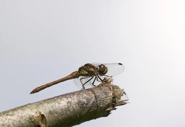 流浪的镖是一只蜻蜓. — 图库照片