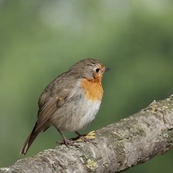 Ird European Robin has a bright red breast in the Sun. — Stock Photo, Image