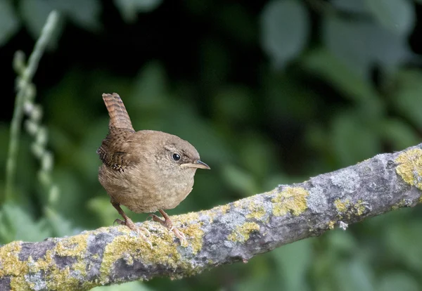 鳥の冬のみそさざいまっすぐの尾を持つ小さな小鳥. — ストック写真