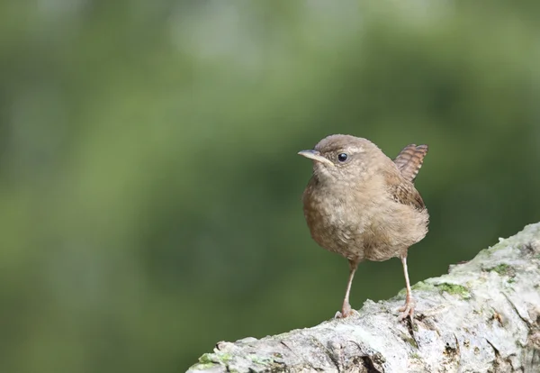 Pták střízlík malý ptáček s ocasem rovnou nahoru. — Stock fotografie