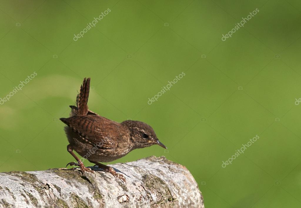 Oiseau Troglodyte Mignon Un Minuscule Petit Oiseau Avec La