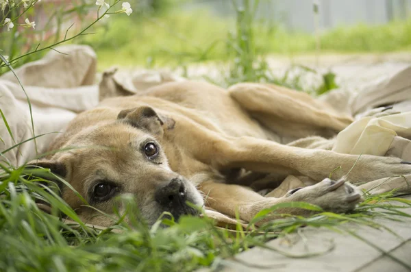 Perro moribundo en la hierba — Foto de Stock