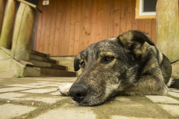 Hond bewaking huis in de buurt van trap Rechtenvrije Stockfoto's