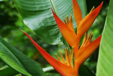 Heliconia çiçeği